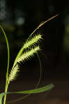 Giant sedge